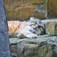 манул бахус