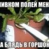 банистанов