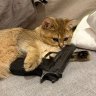 алимов